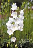 Campanula persicifolia 'Grandiflora Alba'